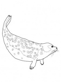 Ringed seal colouring in | embrodiey | Free printable ...