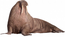 Walrus In PNG | Web Icons PNG