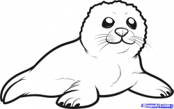 How to Draw a Seal Pup, Seal Pup, Step by Step, Sea animals ...