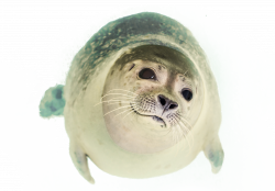 Seal Swimming PNG Image - PurePNG | Free transparent CC0 PNG Image ...
