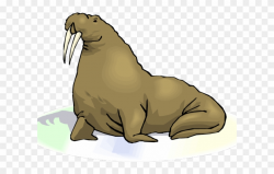 Sea Lion Clipart Transparent - Walrus With Transparent ...