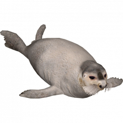 Seal Animal PNG Transparent Seal Animal.PNG Images. | PlusPNG