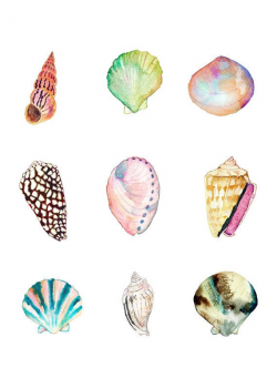 Sea Shell Collection Art Print. Watercolor Sea Shells Art ...