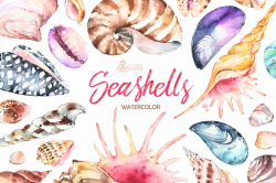 Seashells. Watercolor collection ~ Graphic Objects ...