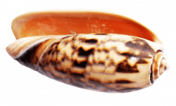 SeaShell png - Free PNG Images | TOPpng