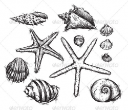 Selection of Sea Shells Drawings - Organic Objects Objects ...
