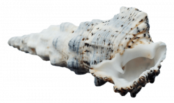 SeaShell png - Free PNG Images | TOPpng
