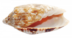 Seashell png - Free PNG Images | TOPpng