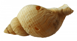 SeaShell png - Free PNG Images | TOPpng