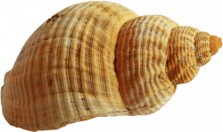 Seashells Clipart 9 Object - Seashell Png , Transparent ...