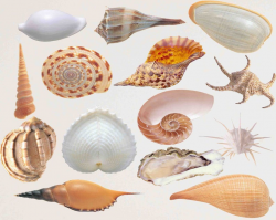 Seashells Clip Art Sea Clipart, Nautical Clipart, Seashell Clipart, Beach  theme, Shell clipart Beach Clipart, Ocean ClipArt Buy 2 Get 1 FREE