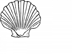 Black and White Seashell Clipart - Page 2 of 2 - BClipart