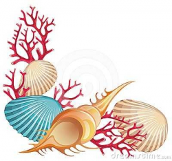 Seashell Image | Free download best Seashell Image on ...