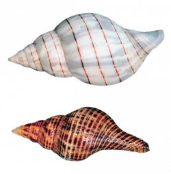 Transparent Sea Snails Shells PNG Picture | Декоративные элементы ...