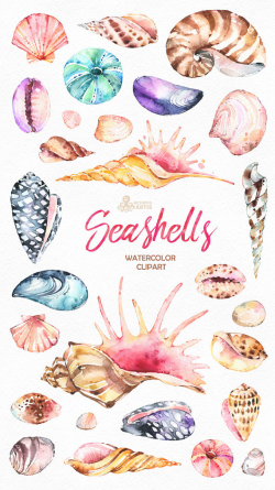 Seashells. 27 Watercolor handpainted Clipart. Nautical ...