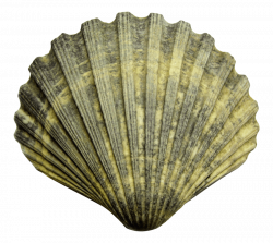 sea shell png - Free PNG Images | TOPpng