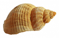 sea ocean shell png - Free PNG Images | TOPpng