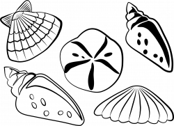 sea shells Icons PNG - Free PNG and Icons Downloads