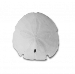 Sand Dollar PNG Black And White Transparent Sand Dollar Black And ...