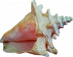 Clipart - Sea shell 12