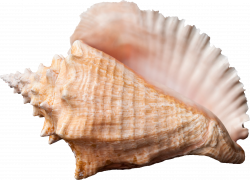 Conch PNG images free download