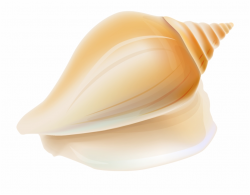 Seashell Clipart At Getdrawings - Transparent Background ...