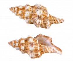 Transparent Sea Snail Shells PNG Picture | Gallery Yopriceville ...