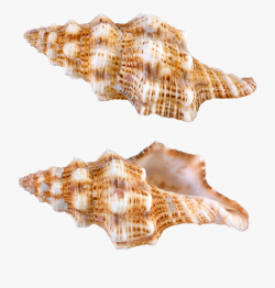 Seashells Clipart Shell Conch - Sea Snail Png #1024153 ...