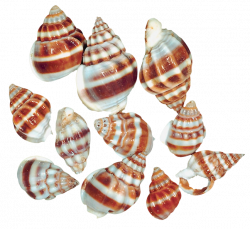 Transparent Sea Snail Shells PNG Clipart | Gallery Yopriceville ...