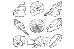 Image result for seashells clipart black and white | CRAFTS ...