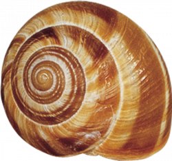 snail shells - Google Search | Shells I want to duplicate ...