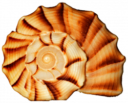 Brown Ribbed Spiral Seashell by jeanicebartzen27 on DeviantArt
