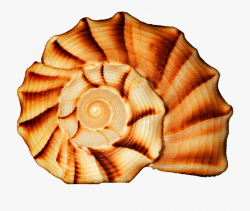Seashell Spiral #2186263 - Free Cliparts on ClipartWiki