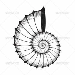 Sea Shell Clam - Organic Objects Objects | Tattoo | Seashell ...