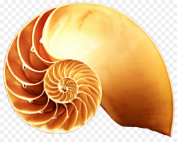 Gastropod shell Snail Seashell Stock photography Clip art ...
