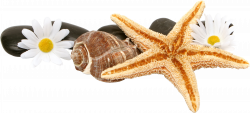 Starfish PNG images free download