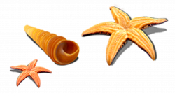 Starfish Seashell Sea snail Seafood - Sea shells starfish conch 2902 ...