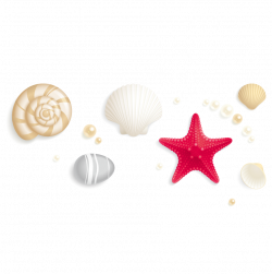 Seashell Stock photography Royalty-free Clip art - Shells and ...