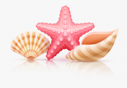 Starfish And Seashells Png - Transparent Clipart Sea Shells ...