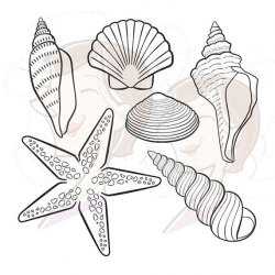Digital Seashell Stamps Decor Summer Beach Clip Art by ...
