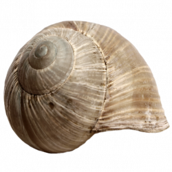 Shell PNG Transparent Images | PNG All