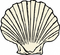 Clam PNG HD Transparent Clam HD.PNG Images. | PlusPNG