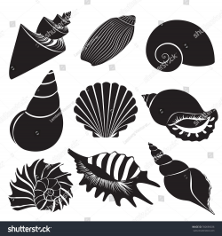 Vector sea shells. Seashell silhouettes set isolated ...