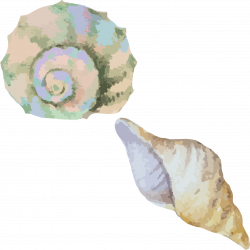 Sea snail Conch Seashell - Watercolor conch material 1584*1587 ...