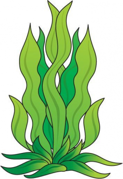 How To Draw Seaweed - ClipArt Best | Drawings | Pinterest | Seaweed ...