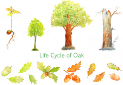 Watercolor clipart Life cycle of Oak tree oak seedling