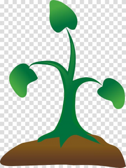 Seedling Sprouting Tree , Sapling transparent background PNG ...
