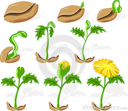 15+ Seed Clip Art | ClipartLook