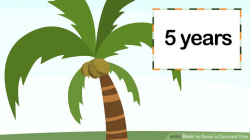 How to Grow a Coconut Tree: 10 Steps (with Pictures) - wikiHow