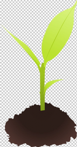 Seedling Sprouting PNG, Clipart, Acorn, Clip Art ...